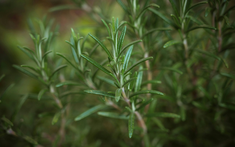 Chuyên gia Mỹ tiết lộ 6 loại thực phẩm chống lão hóa, giúp bạn trông trẻ hơn 2 tuổi, giảm 2kg trong 8 tuần!