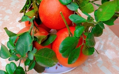 Thông gia giàu có tự nhiên gọi mời ăn cơm, tôi bối rối mang đúng 1 món vườn nhà mà họ “khóc hết nước mắt” không hiểu ra sao