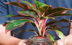 3 loại cây nên trồng trong năm Bính Ngọ