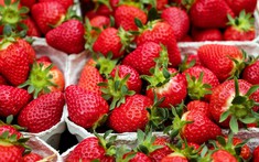 Tại sao dâu tây bán ở siêu thị có thể giữ tươi lâu, trong khi dâu tây bạn tự hái lại bị mốc chỉ sau 2 ngày?