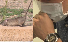 Nóng: Xuất hiện 1 ca tử vong do virus truyền nhiễm từ động vật sang người sau đúng 8 ngày có triệu chứng