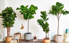 3 loại cây được cho là lọc không khí nhưng không nên trồng trong nhà