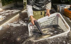 Mùa đông có 4 loại cá “dễ ngậm kim loại nặng” nên ăn ít, tiểu thương cảnh báo rẻ mấy cũng đừng mua