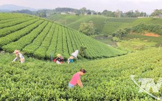Chè Thái và khát vọng vươn xa
