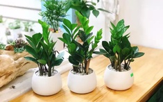3 loại cây đặt tại phòng khách giúp năm mới Bính Ngọ may mắn, tiền – tài đều có