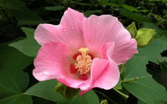 5 loại hoa bị cho là mang "vận rủi", nên tránh cắm trong nhà dịp năm mới 2026