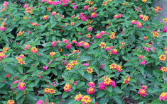 3 loại hoa trồng trang trí Tết trong vườn giúp đuổi rắn, muỗi đi xa