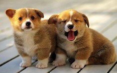 Lời khuyên cho những gia đình đang nuôi chó trong nhà