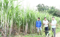 Một số giải pháp góp phần nâng cao hiệu quả học tập và làm theo phong cách làm việc quần chúng của Hồ Chí Minh đối với đội ngũ cán bộ chủ chốt cấp xã các tỉnh biên giới khu vực Đông Bắc Bộ thời gian tới