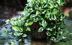 4 vị trí đặt cây trầu bà để rước tài lộc, may mắn đến nhà