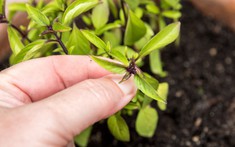 Vì sao nhiều người trồng một chậu cây húng quế trong nhà? Hóa ra không chỉ để lấy rau ăn