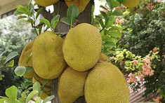Nhiều gia đình trồng mít trong sân vườn, hóa ra không chỉ để lấy quả
