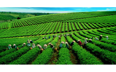Festival Trà Quốc tế - Thái Nguyên 2026 với chủ đề “Thái Nguyên - Đệ nhất danh trà”