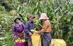 Pha Long - đưa cây ngô ngọt về trồng trên vùng “đất khát”