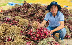 Hợp tác xã mở lối ra cho hành tím vùng đồng bào dân tộc Khmer