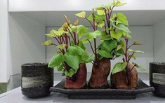 Nhiều gia đình trồng rau khoai lang trong nhà, hóa ra không chỉ để lấy ngọn ăn