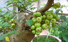 Nhiều gia đình trồng cây sung trong nhà, hóa ra không phải chỉ để lấy quả hay làm cảnh