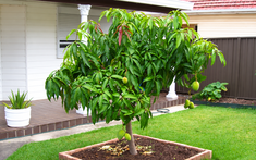 Nhiều gia đình trồng xoài trong sân vườn: Hóa ra không chỉ để lấy quả