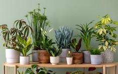 Chuyên gia 25 năm kinh nghiệm làm vườn: Đây là 7 loại cây tốt nhất nên trồng trong nhà vào năm 2026