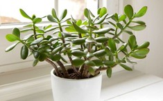 3 loại cây 'giữ của', 'hút' tài lộc nên trồng trong năm Bính Ngọ