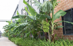 3 loại cây nên tránh trồng trước nhà năm Bính Ngọ