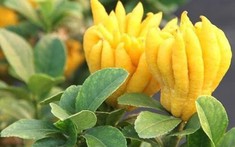 5 loại cây trồng trong nhà mang tới sung túc, may mắn năm 2026