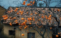 3 loại cây trồng năm Bính Ngọ mang lộc vào nhà, là thuốc dùng quanh năm