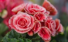 5 loại cây đặt trong nhà ngày Tết sạch không khí, đón tài lộc, tăng tuổi thọ