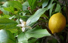 3 loại cây 'đẻ ra vàng' nên trồng trong nhà: Không chỉ 'hút' tài lộc mà còn bồi bổ sức khỏe