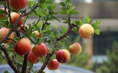 3 loại cây chiêu tài lộc, giải độc gan nên trồng trong nhà