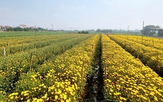 Sắc xuân lan tỏa từ vườn hoa đến phố thị