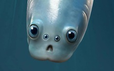 Phát hiện chấn động: Tổ tiên 500 triệu năm trước của loài người từng nhìn đời bằng bốn con mắt!