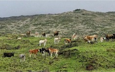 Sự trỗi dậy và sụp đổ của "đảo bò": 140 năm tiến hóa thần tốc kết thúc bằng một quyết định tàn khốc