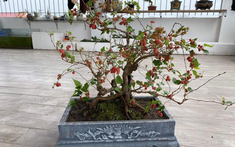 3 loại cây không nên trồng trong năm Bính Ngọ