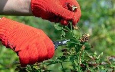 3 loại cây cần được cắt tỉa ngay trong tháng 2