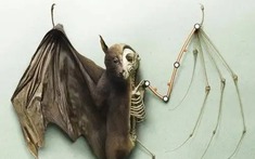 Tại sao dơi là động vật có vú duy nhất có thể bay thực thụ?