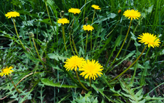 Loại cỏ dại nhưng được coi là “nữ hoàng thảo dược”, pha nước uống có loạt công dụng khiến nhiều người bất ngờ