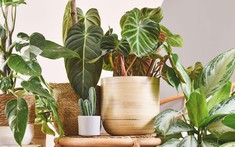 3 loại cây nên trồng trong nhà ngay mùa xuân này