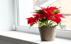 3 loại cây cảnh quen thuộc không nên trồng trong nhà