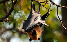 Phát hiện virus mới âm thầm lây từ dơi sang người, bị nhầm với virus Nipah