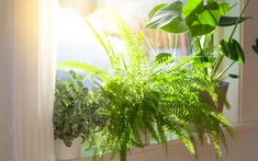 3 loại cây không nên đặt trong nhà vào năm Bính Ngọ