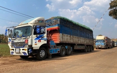 Thủ tướng chỉ đạo tháo gỡ vướng mắc trong triển khai Nghị định 46/2026/NĐ-CP về an toàn thực phẩm