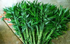 3 loại cây nên đặt trong nhà năm Bính Ngọ