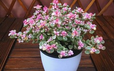 3 loại hoa trưng trong nhà năm Bính Ngọ kích vận "mã đáo thành công"