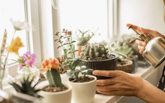 3 loại cây không nên đặt ở phòng ngủ "trong năm mang năng lượng Hỏa mạnh" Bính Ngọ