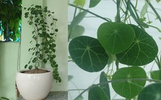 3 loại cây “hút” tài lộc, nên đặt trong nhà năm Bính Ngọ