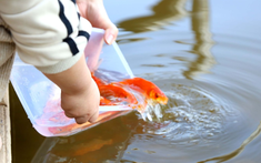 Cách thả cá tiễn ông Công ông Táo tròn vẹn giá trị, nghênh tài lộc