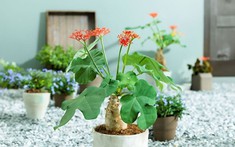 4 loại cây tránh đặt trong nhà vào năm Bính Ngọ