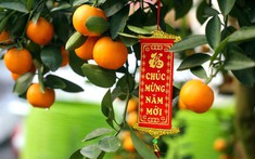 3 loại cây nên có trong nhà dịp Tết Bính Ngọ: Phong thủy cực tốt, hút tài lộc