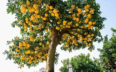 5 loại cây nhất định phải có trong nhà dịp Tết Bính Ngọ